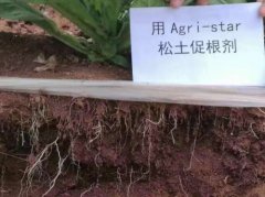 松土促根剂推广应用取得可喜进展