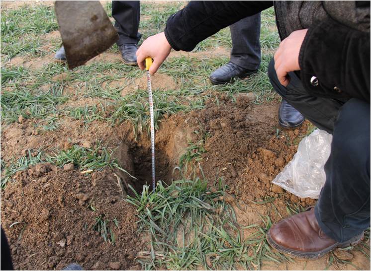 没有使用松土促根剂，土壤耕层深只有18cm