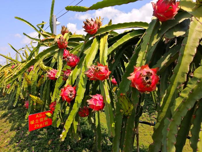 站在农民角度看土壤改良，为农民朋友提供最优土壤改良方案